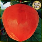 渋柿の苗木　ジャンボ富士柿