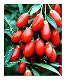 Lycium barbarum - Red Goji Wolf Berry - 10 seeds