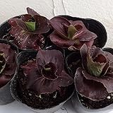 レッドチコリ（トレビス）3号ポット 4株セット ノーブランド品