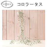 フェイクグリーン特集 2016SS　 　コロラータス コロラータス 【1点】