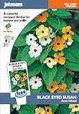 英国ミスターフォザーギルズシード＆ジョンソンシードThunbergia (BLACK EYED SUSAN) Susie Mixed ツンベルギア・スージー・ミックス＝ビューティ・スポット
