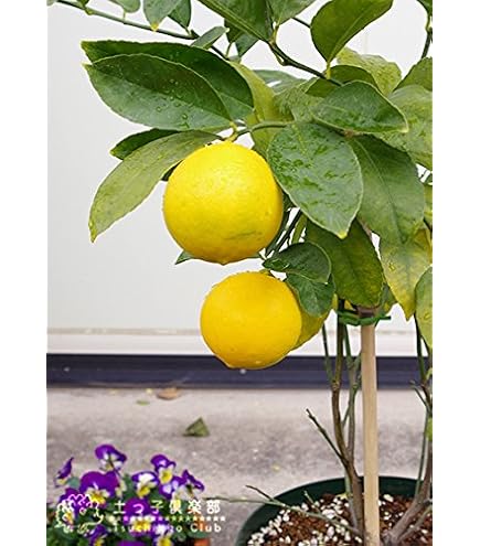 Amazon.co.jp: トゲなし レモン (《実付き》レモンの木 トゲなし
