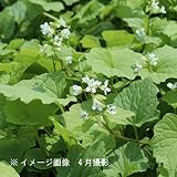 山菜苗:ユリワサビ(百合山葵) 7.5cmポット仮植え苗【紫桜館山の花屋】