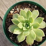 マッコス 7.5cmポット エケベリア Echeveria 'Marcus' 福岡県産 多肉植物 多肉 観葉植物 インテリアグリーン 寄せ植えに