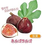 ミニイチジク　ネルゴラルゴ【果樹苗9cmポット/2個セット】【秋が植え時即出荷!送料込み価格!】