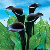 国華園　春植え球根 畑地性カラー ブラックスター外 2球【※発送が国華園からの場合のみ正規品です】
