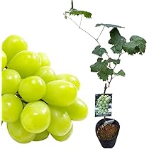 シャインマスカット 苗 3年育成物 丈夫な苗‼️お値引き1000してます シャインマスカット 苗 3年育成物 丈夫な苗‼️評価見て！1000円