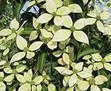 常緑ヤマボウシ ホンコンエンシス「月光」 樹高2.0m以上(根鉢含まず）