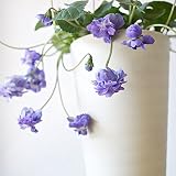 パルマすみれ　3.5号サイズ八重咲の花 ニオイスミレとも呼ばれています (ブルー)