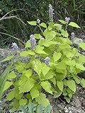 ハーブの種ブルージャイアントヒソップ（Agastache foeniculum）が有機的NON-GMO栽培します