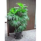 10 seeds/pack foliage plant seeds, excelsa sementes bamboo palm, Zongzhu seeds for bonsai seed