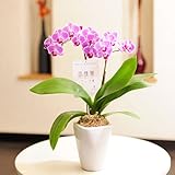 胡蝶蘭ミディ フローラ ※2way BOX入り・アロマオイル付