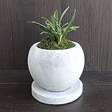 [ギフトに]万年青 （おもと）マルモボウル白（直径10cm）・受け皿付き[新居祝いに！] ノーブランド品