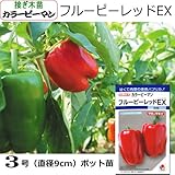 接ぎ木 カラー ピーマン 苗 フルーピーレッドＥＸ 1ポット