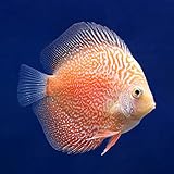 （熱帯魚）ルビースネークピジョン・ディスカス（Ｓサイズ）（1匹） 北海道航空便要保温