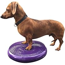 犬のリハビリテーション 51RFqQE5ntL._AC_UL210_SR210,