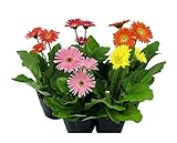 花市場直送便 ガーベラ MIX 3寸 15入