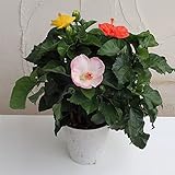 ハイビスカス：アジアの風3色ミックス5号鉢植え[華やかな夏の鉢花] ノーブランド品