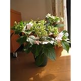 アジサイ 墨田の花火 10 5cmポット 8本セット 送料無料 当日出荷 1年間枯れ保証 春に花が咲く木 Bhinternalmedicine Com