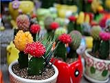 Mixture Of Cactus Seeds ,echinopsis Flower Seeds, High Germination - 20 Seed Particles