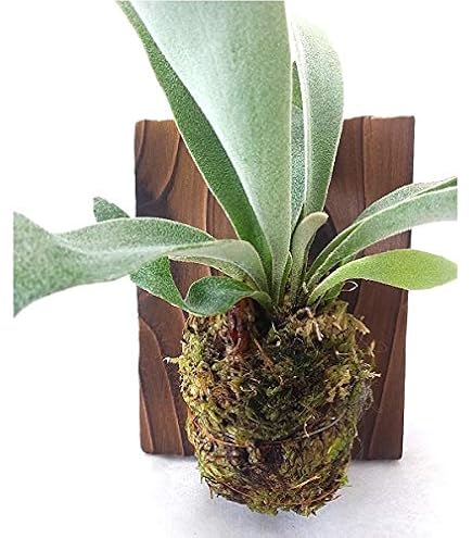 Amazon.co.jp: ノーブランド品 ビカクシダ ヴィーチー 2.5～3号ポット