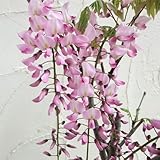 フジ（藤）：ホンベニフジ（本紅藤）6号ポット[ピンク色の花が美しい藤] ノーブランド品