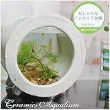 信楽焼　水槽丸型ミニ（白色） 水槽 セット　すいそう　スイソウ　陶器　 金魚鉢 水鉢 陶器 su-0211 (白色)