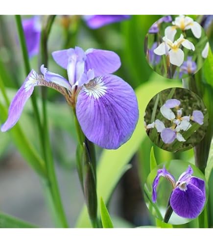Amazon.co.jp: アヤメの苗 菖蒲 根 苗 8本セット植え付け 初心者向け