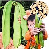【メール便配送】　国華園　野菜たね　菜類　白ナタ豆　1袋(60ml)【※発送が国華園からの場合のみ正規品です】