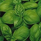 【メール便配送】　国華園　野菜たね　ハーブ　バジル　スペルボ　ジェノベーゼ　1袋(3ml)【※発送が国華園からの場合のみ正規品です】