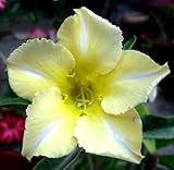 40 Fresh seedsアデニウム アラビカム オベスム 砂漠のバラ種子(40粒)塊根植物種子Adenium obesum Desert Roses seeds no458-Yellow-of-w
