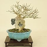楓 / カエデ 小葉性 石付（小品盆栽） 【雑木盆栽】いよじ園