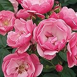 バラ苗 【アンジェラ （CL） 四季咲き】 2年生接木大苗 （スリット鉢）