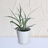 サギソウ（鷺草）新銀河・3.5号鉢植え 2鉢セット ノーブランド品