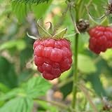 ラズベリー インディアン サマー 2年生苗