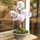 桜盆栽：御殿場桜(萬古焼白鉢)*