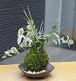 色々な葉色を楽しめる苔玉【ハツユキ（初雪）カズラ・白竜の寄せ植え苔玉・三つ足灰器セット】 (敷石の色（白）)