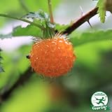 木イチゴ 【キイチゴ 根巻き苗】 果樹苗木 果樹苗 キイチゴ 苗 木苺