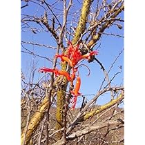 652〓希少Pouteria sp. 'Calice de Flor' アビウ 652〓希少Pouteria sp. 'Calice de Flor' アビウ