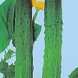 【メール便配送】国華園　野菜たね　キュウリ　聖護院節成きゅうり　1袋(2ml)【※発送が国華園からの場合のみ正規品です】