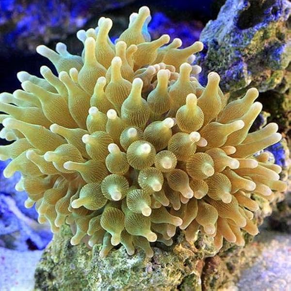 Amazon 海水魚 サンゴイソギンチャク グリーン １匹 無脊椎動物 北海道 九州 沖縄航空便要保温 Charm チャーム 観賞魚 水中生物 通販