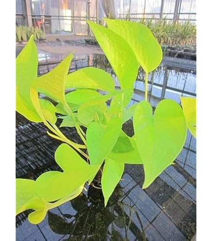 Amazon｜国内産 カカオ苗 苗 品種不明 希少 熱帯植物 栽培マニュアル