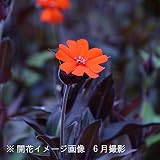 山野草:マツモトセンノウ(松本仙翁) 12cmポット3株植え苗