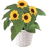 父の日 ひまわり 鉢植え フラワーギフト 5号鉢
