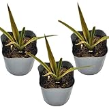 パイナップル(ソフトタッチ種)苗3鉢セット