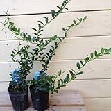 動きのあるユニークな樹形♪：雲龍ツゲ “スパイラルドラゴン”*【2個セット】