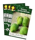 サワーソップ Soursop Annona muricata 10 Seeds タイ庭園 Thai Garden