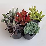 多肉植物ミックス2号ポット 5株セット ノーブランド品