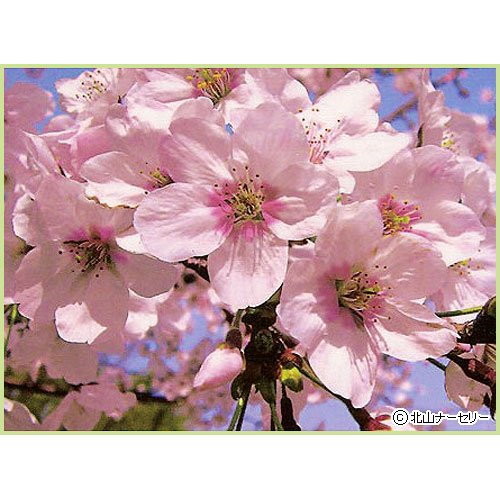 桜(サクラ)苗木 染井吉野桜 桜(サクラ)苗木 染井吉野桜