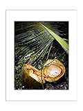 Coconut Palm Tree Tropical Wall Decor 8x10 Matted Photographic Print [並行輸入品]